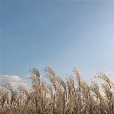 USDA：截至6月27日当周美国糙米出口销售报告